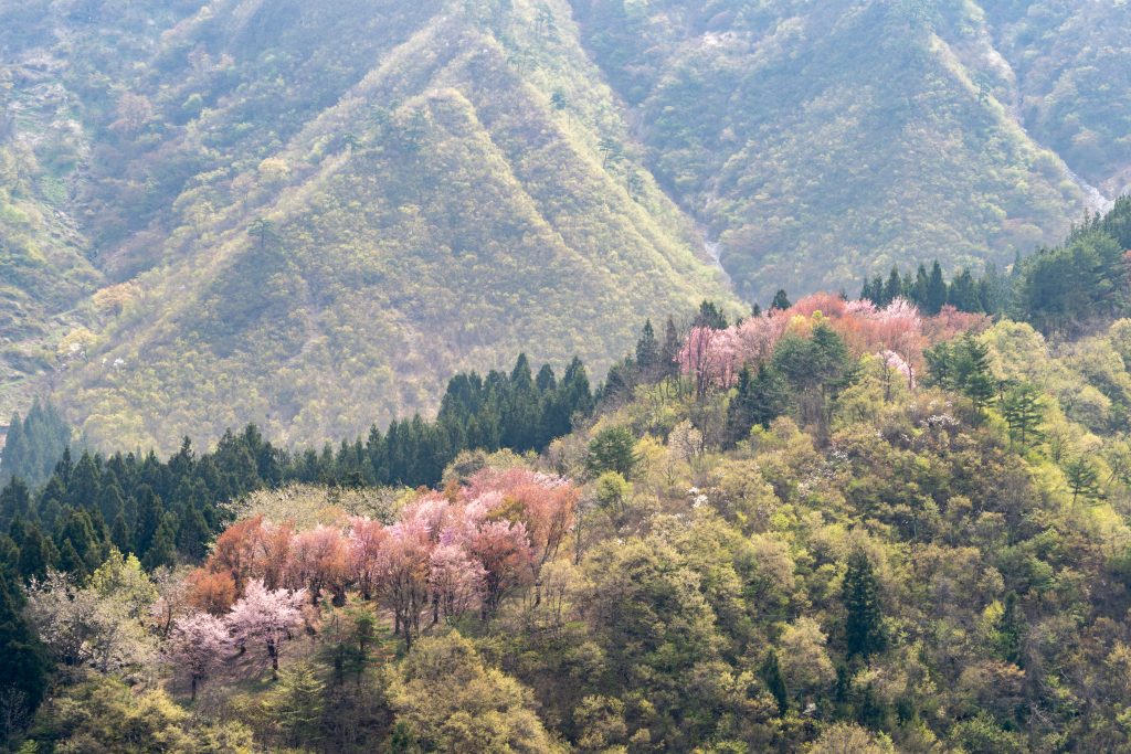 坂戸山の桜