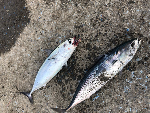 熱海港で釣りを楽しみました エンゼル不動産ブログ