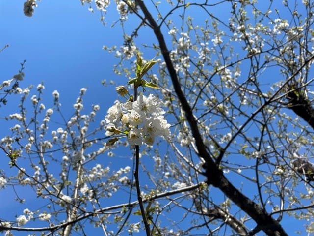 我が家の桜