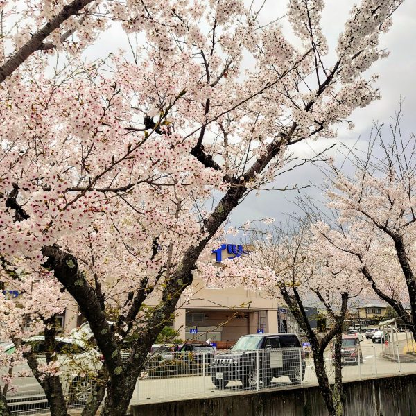 山中湖桜スポット エンゼル不動産ブログ