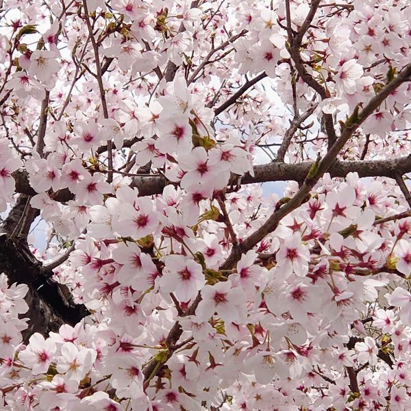山中湖桜スポット エンゼル不動産ブログ