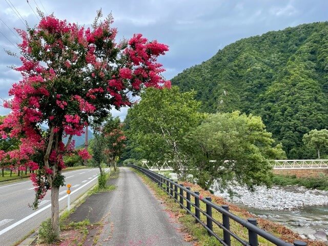 花水木通り