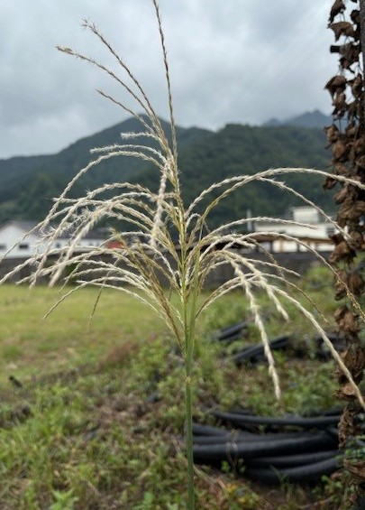 秋の植物