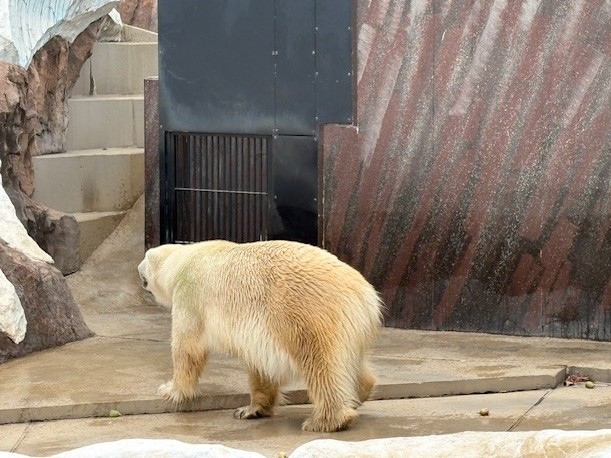 ホッキョクグマ