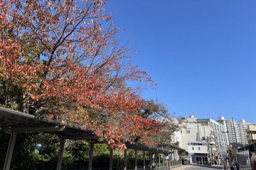 晴れ 日差しが暖かいです。