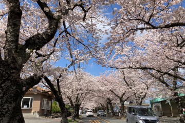 晴れ<br />
お花見日和ですね。