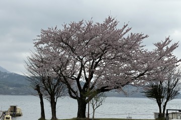 本日は曇り、気温11度